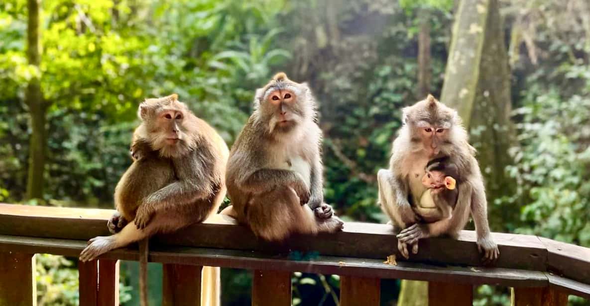 Ubud Monkey Forest Tour