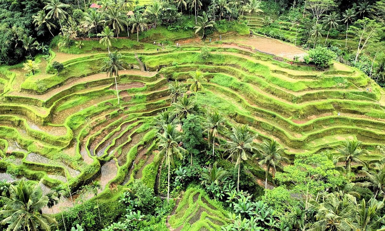Ubud Rice Terrace Tour
